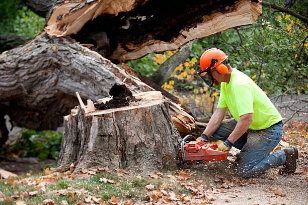 Best Storm Damage Tree Cleanup  in Queen City, TX