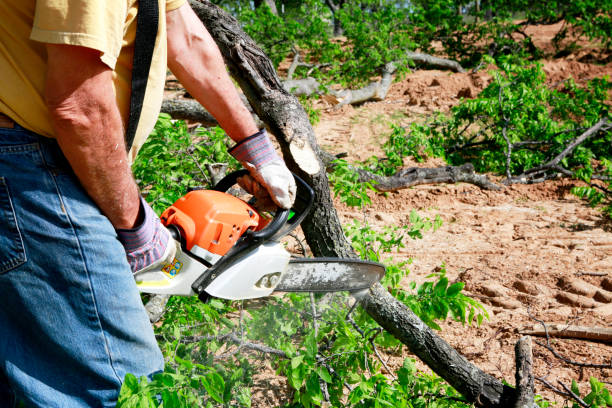Reliable Queen City, TX Tree Removal Solutions